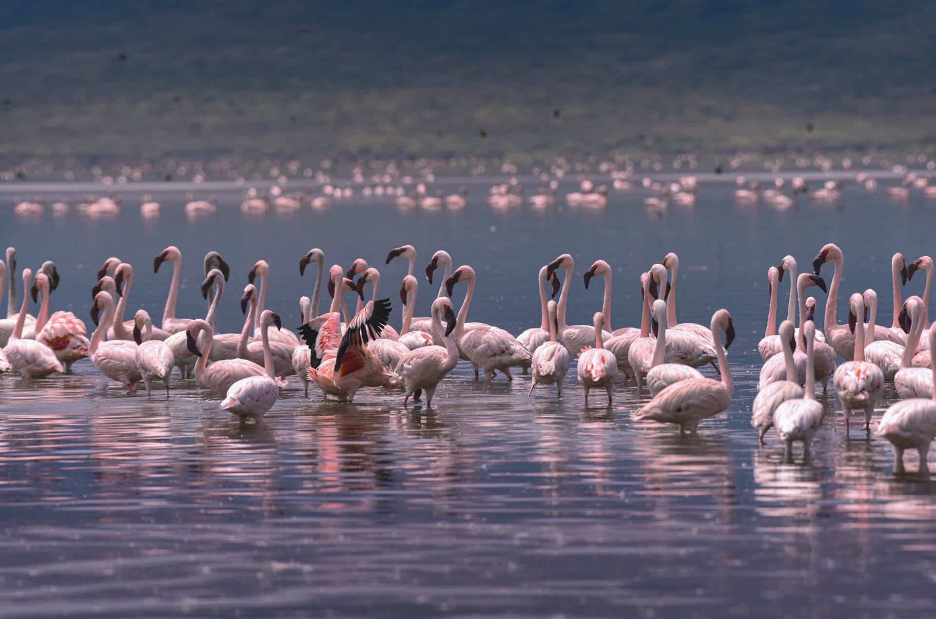 Foto 3 van de gallerij van het land Kenia