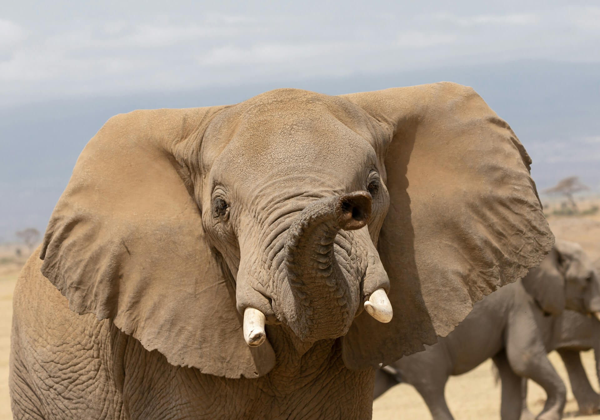 Foto 4 van de gallerij van het land Kenia
