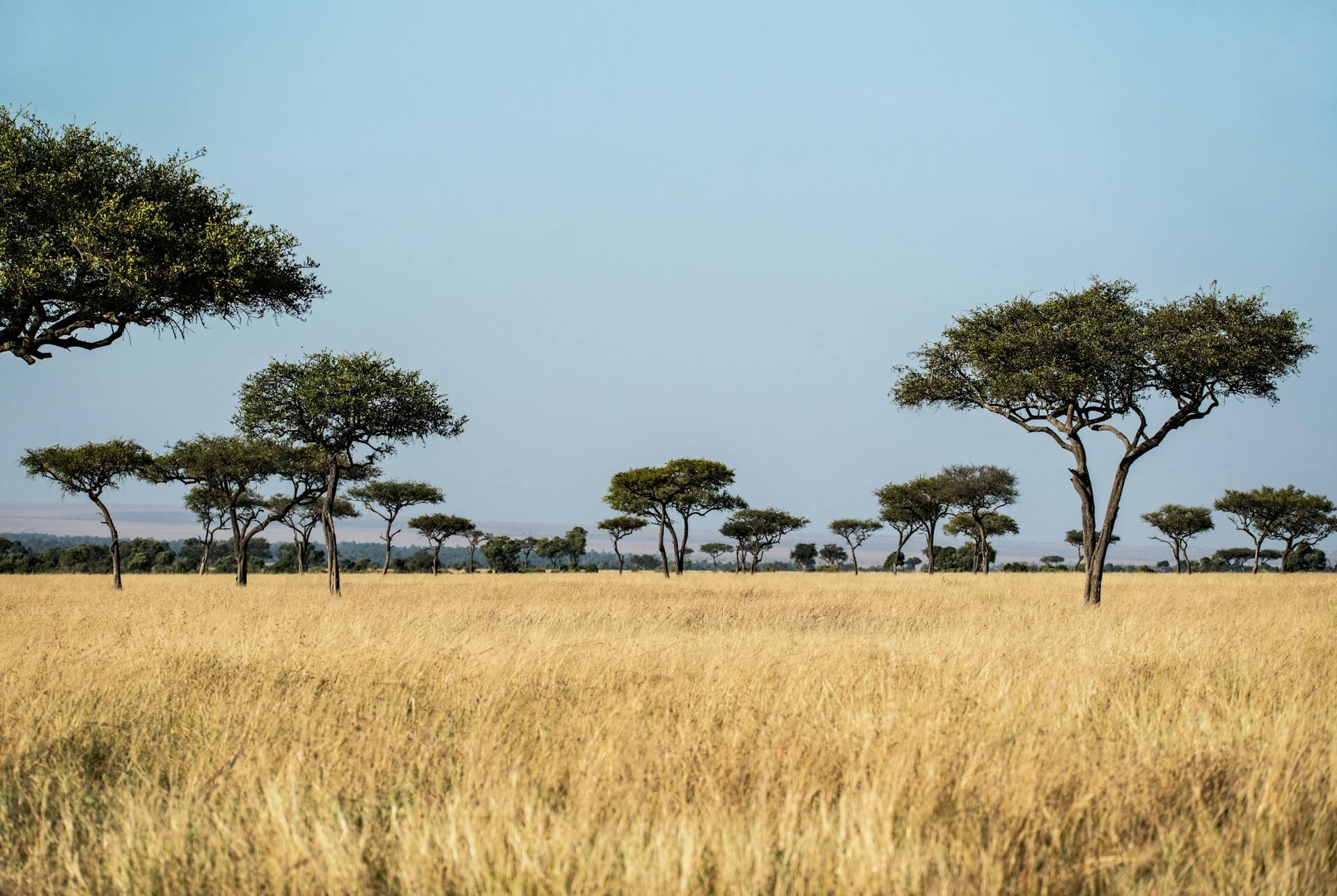 Foto 6 van de gallerij van het land Kenia