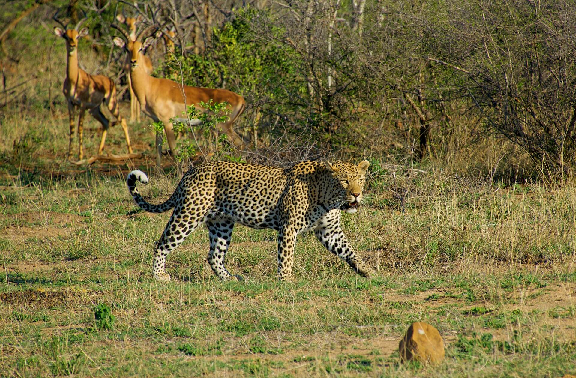 Foto 1 van het land Zuid-Afrika