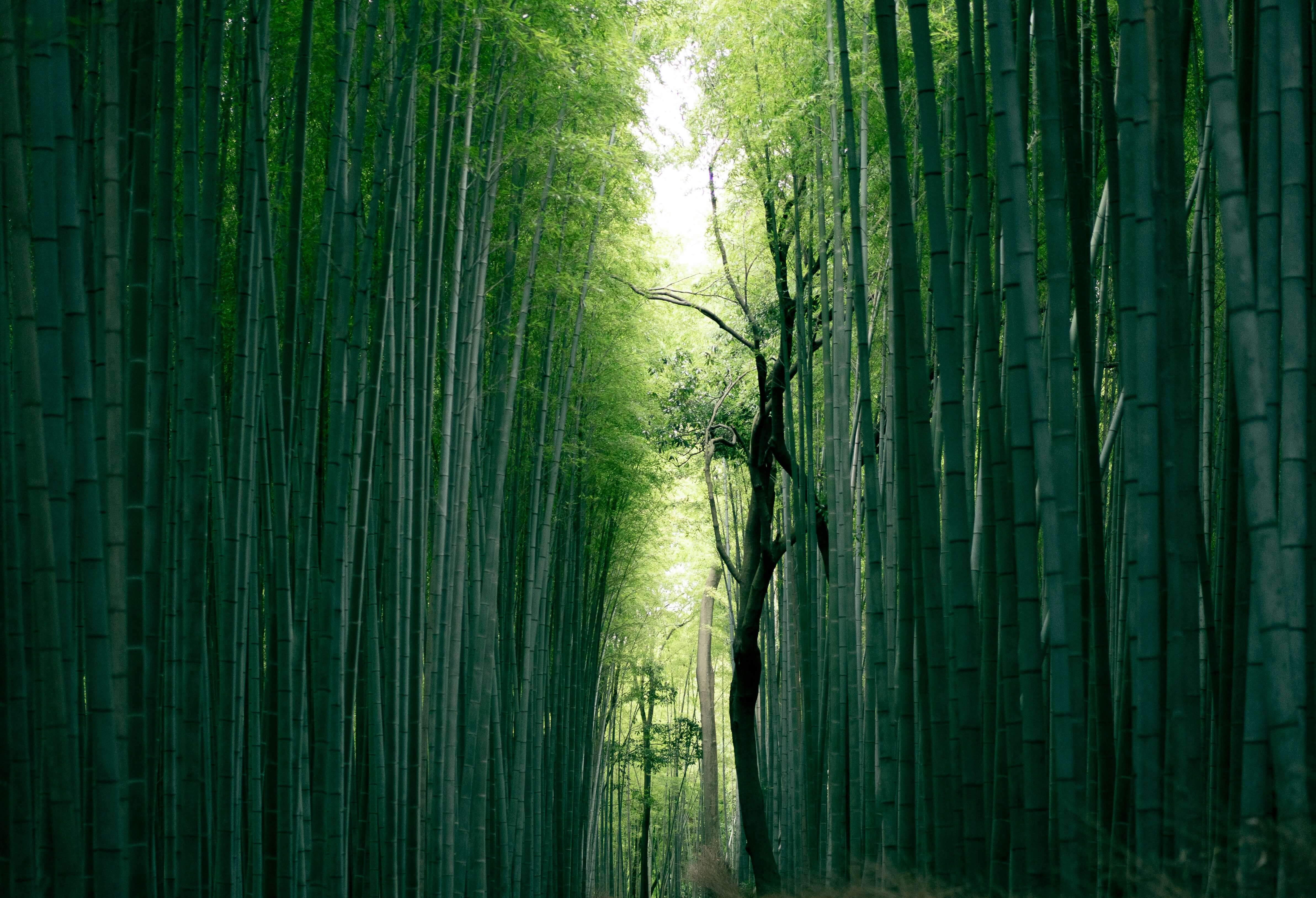 Foto 4 van de gallerij van het land Japan