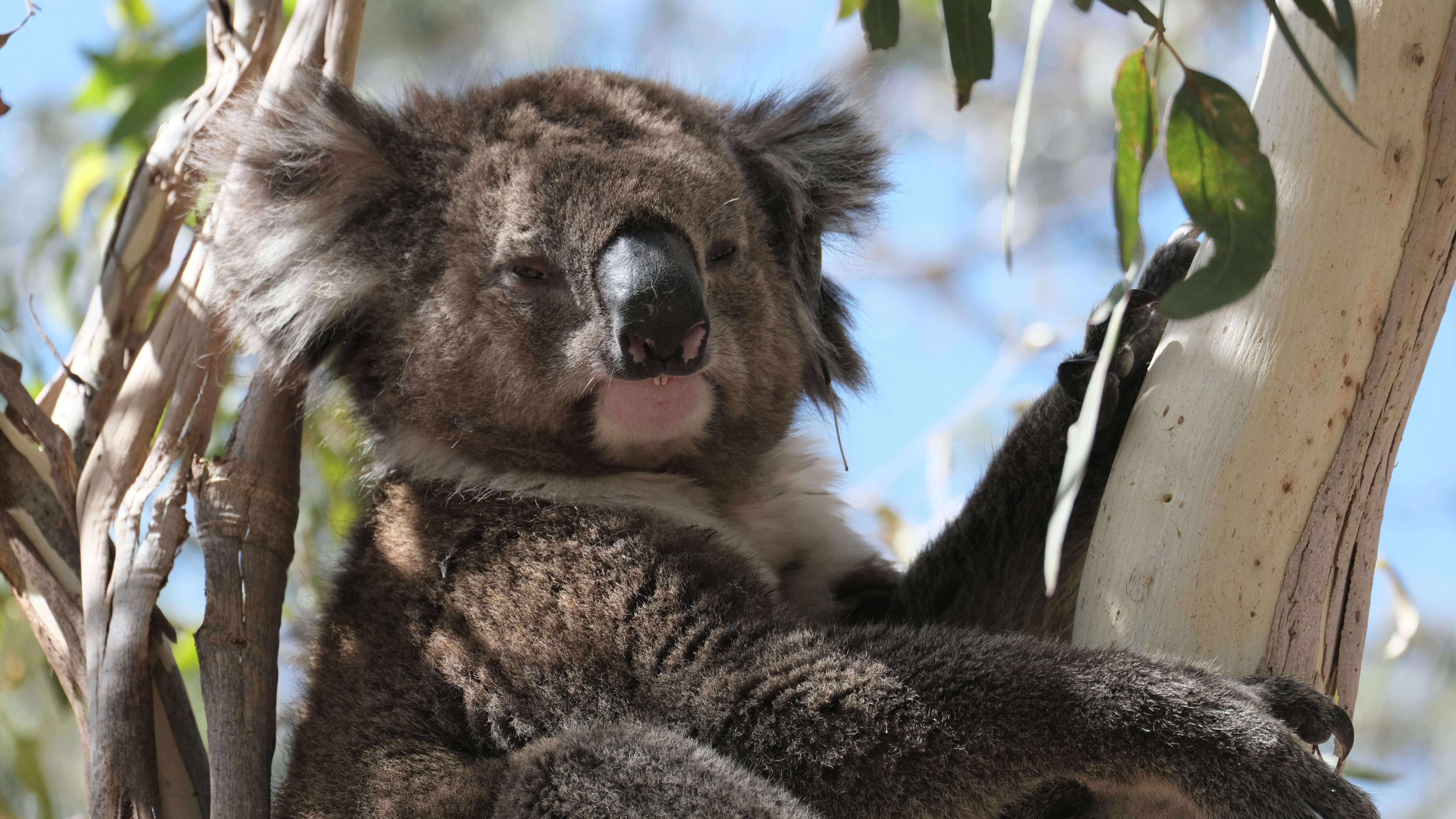 Foto 4 van het land Australië