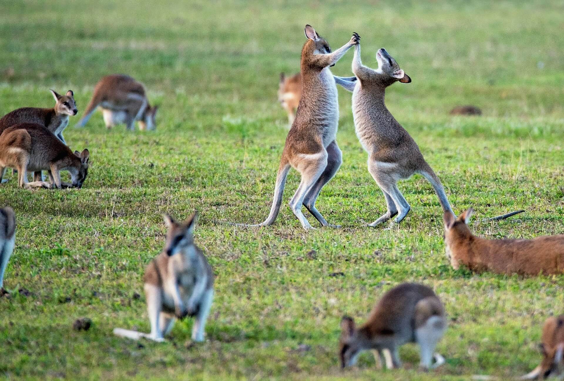 Foto 2 van het land Australië