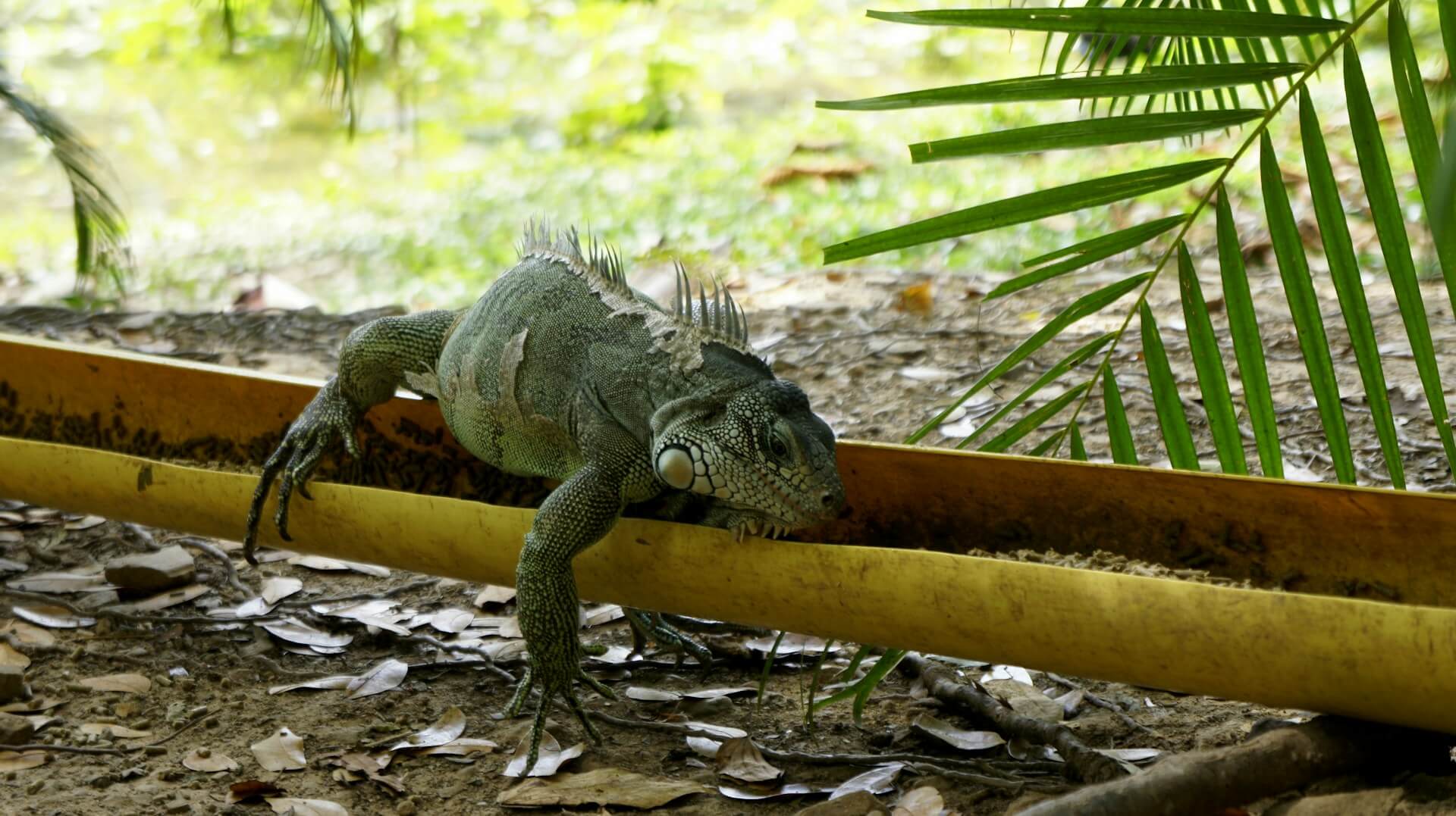 Foto 1 van het land Colombia